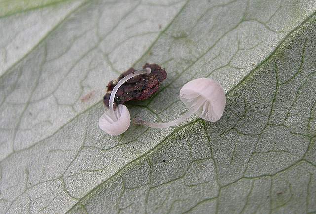 le  Specie  invernali  del  Leimental